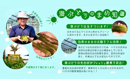 ＜2024年4月以降出荷＞海ぶどう（500g×2個セット）タレ付き