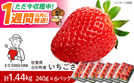 【スピード発送】いちごさん 240g×6パック 【8/12ICHIGOFARM】[IBR007]