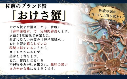 活本ズワイガニ「おけさ蟹」Lサイズ 1尾（1尾あたり約600g） | 新潟県 佐渡産 本ズワイガニ おけさ蟹 活蟹 活き蟹 ズワイガニ カニ 蟹 かに 海鮮 魚介 魚介類 佐渡市  新潟県産カニ 佐渡