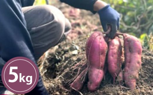 
            さつまいも 栽培期間中 農薬・化学肥料不使用 サツマイモ 5kg 紅はるか 芋　｜HG000890
          