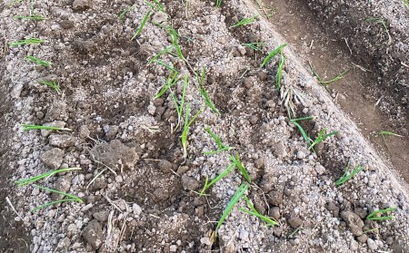 農家直送！【奈良農園】淡路島玉ねぎ ≪10kgサイズ色々≫