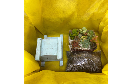多肉植物 じぶんで植える 多肉 寄せ植えキットA 木椅子型 プランター 全3色 インテリア 植物 寄せ植え ガーデニング 福岡 小郡市 水色