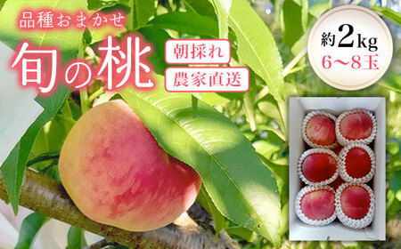 品種おまかせ 旬の桃 約2kg(6～8玉)　朝どれ 農家直送 【 ふるさと納税 人気 おすすめ ランキング 桃 もも モモ 夏雄美 日川白鳳 あかつき つきかがみ フルーツ くだもの 千葉県 大網白里市 送料無料 】 AU001