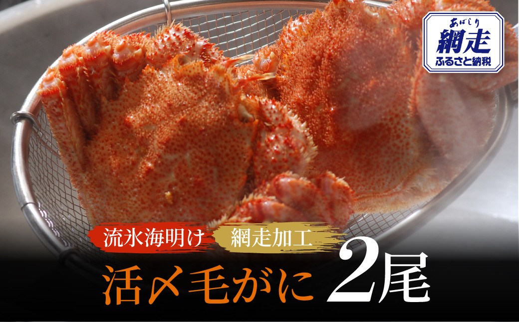 
                  【先行予約】流氷海明け活〆毛がに2尾（冷蔵便）【2026年4月中旬～発送開始予定】（網走加工）【 ふるさと納税 人気 おすすめ ランキング 毛がに 毛ガニ 毛蟹 カニ ガニ 蟹 海鮮 新鮮 かに味噌 カニ味噌 浜茹で 冷蔵 流氷明け オホーツク 北海道 網走市 送料無料 】 ABAO2129
                