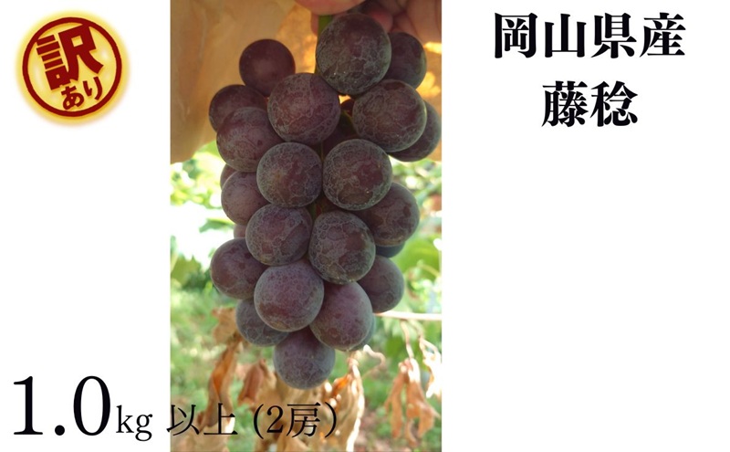 訳あり 藤稔 2房 合計1.0kg以上 産地直送 朝採れ ぶどう 葡萄 岡山 Kawahara Green Farm 2026年 先行予約