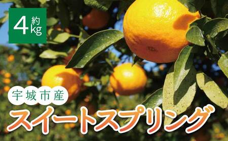 先行予約 スイートスプリング 約4kg 20個前後 2025年12月上旬から2026年1月下旬頃発送予定 ひでみかん