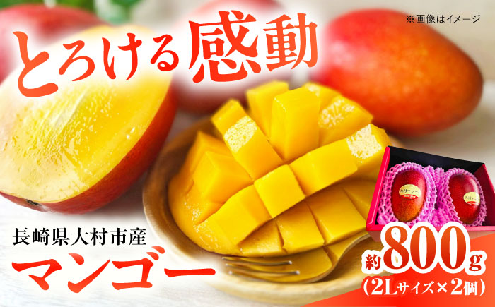 【2026年7月下旬から順次発送】 大村マンゴー 約800g (2L×2個) / 先行予約 マンゴー アップルマンゴー まんごー フルーツ トロピカルフルーツ 甘い 期間限定 国産 冷蔵配送  / 大