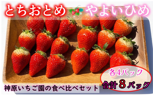 先行予約 いちご  とちおとめ やよいひめ  2種類 約2kg 250g × 8パック 各4パック 食べ比べセット いちご 食べ比べ セット 食べくらべ こだわり 新鮮 朝摘み 朝採り 産直 産地直送 安心安全 果物 フルーツ 神原いちご園 千葉県 銚子市