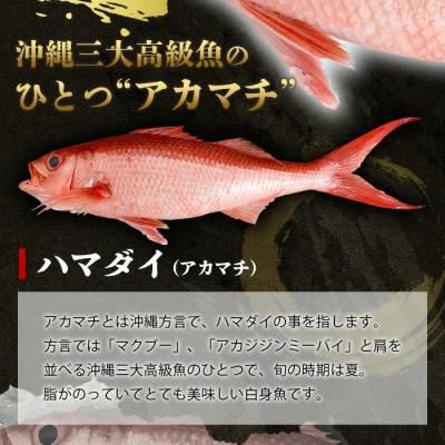 ふるさと納税 石垣市 【先行受付】高級ブランド魚 尖閣赤マチ 1〜2尾 合計約2kg 下処理済 【沖縄三大高級魚】 |  | 01