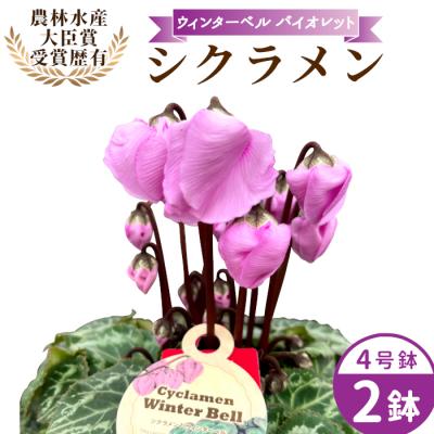 ふるさと納税 設楽町 愛知県産 シクラメン ウィンターベル 4号鉢×2鉢 バイオレット 花 生花 ガーデニング
