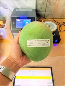 GZ005【2025年発送】『天使のマンゴー』宮古島産キーツマンゴー 約800g（1玉）ご贈答用「LA MANGUE BLEUE」農家直送