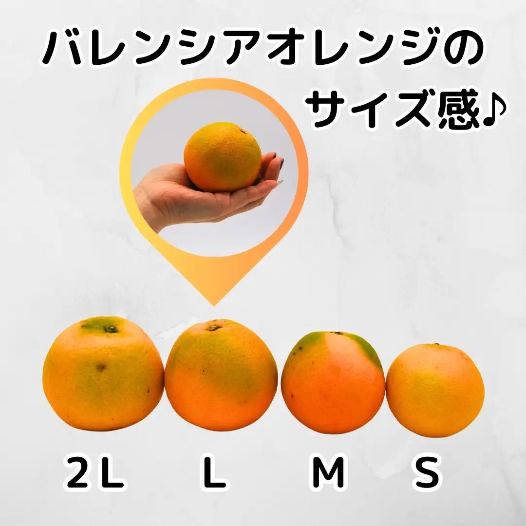 バレンシアオレンジ 国産 玉ぞろい 秀品 箱込 5kg (内容量 4.4kg ) 2L L M サイズのいずれか 和歌山県産 産地直送【みかんの会】