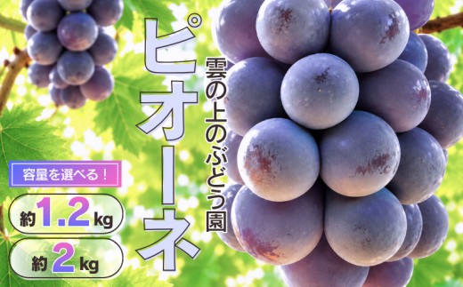 
                  容量選べる！ピオーネ 岡山県新見市 雲の上のぶどう園 【先行予約 2026年9月上旬から順次発送】
                