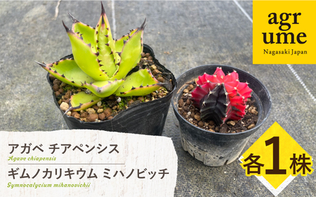 ギムノカリキウム ミハノビッチ ＆ アガベ チアペンシス 各1株 Gymnocalycium mihanovichii＆Agave chiapensis　長与町/アグリューム[EAI305]
