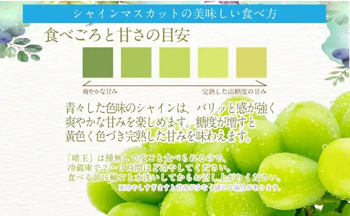 2026年 先行予約受付中 シャインマスカット晴王1房 約550g  岡山県産 シャインマスカット