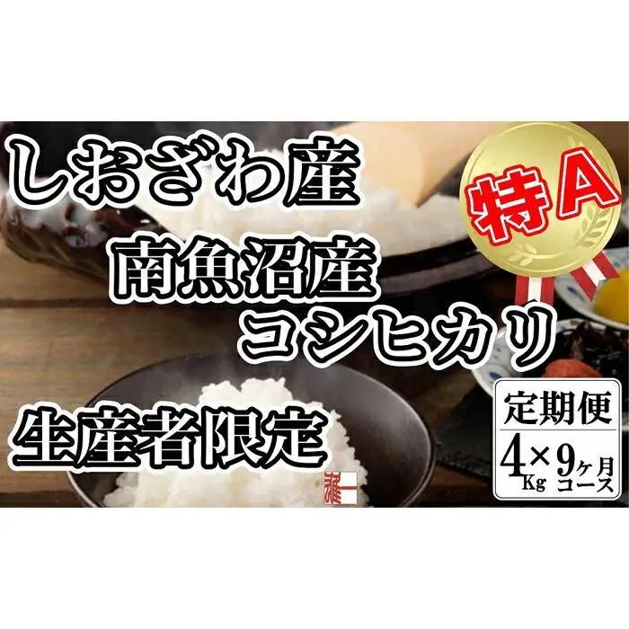 【令和7年産】【定期便：４Kg×9ヶ月】生産者限定 契約栽培 南魚沼しおざわ産コシヒカリ【定期便 銘柄米 ブランド米 精米 こしひかり コシヒカリ 魚沼産 新潟米 産地直送 お米 米 こめ コメ ご飯 御飯 ごはん】