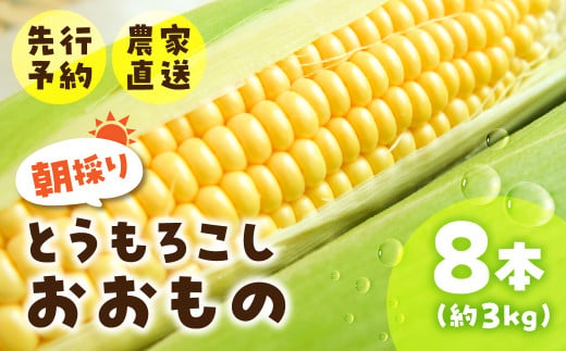 《先行予約》2025年5月～以降発送 とうもろこし 8本 約3kg おおもの オオモノ トウモロコシ 黄色 農園 産地直送 野菜 BBQ バーベキュー 簡易梱包 岐阜県産 本巣市 朝採れ 新鮮 やさい 数量限定 冷蔵 わくわくファーム 令和7年産