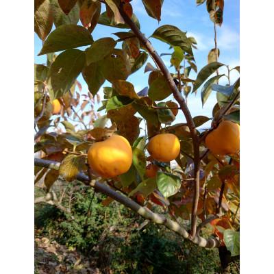 ふるさと納税 橋本市 吊るし柿用生渋柿(百目柿、江戸柿)　12〜18個入り |  | 02