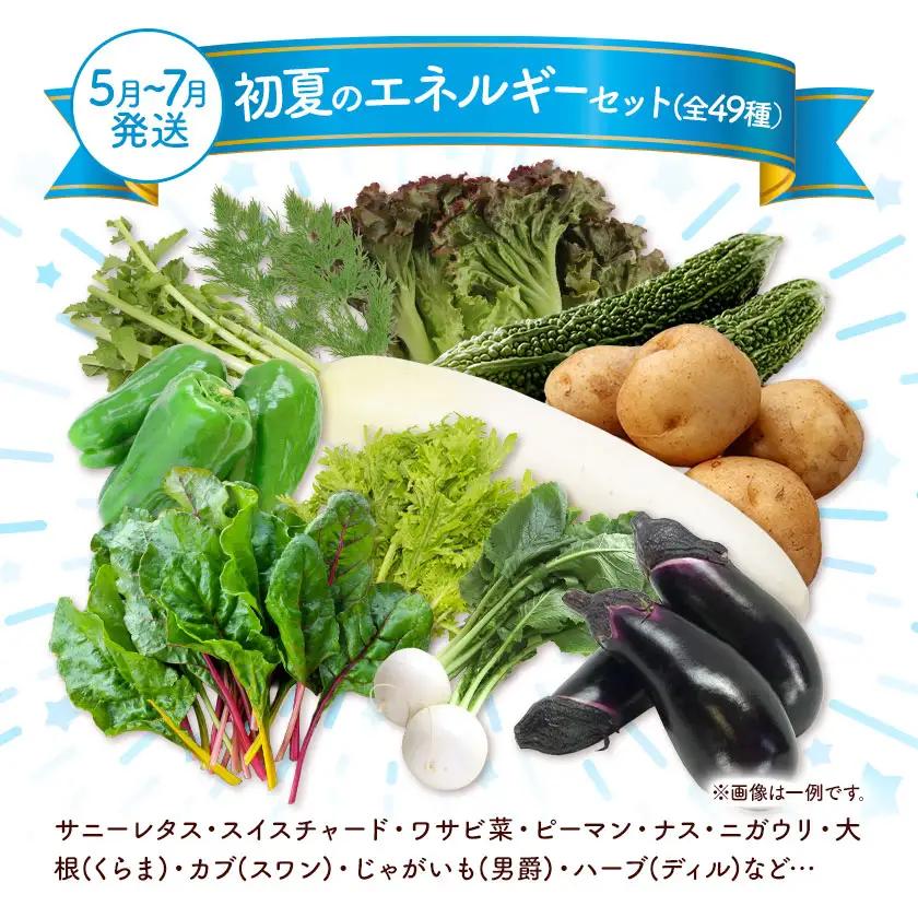 野菜 季節の野菜 10品 詰め合わせ セット ほのぼのしいば農園《5月上旬-7月下旬頃出荷》