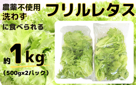 【農薬不使用】洗わず食べられる！ フリルレタス お徳用 1kg 【 フリルレタス レタス サラダ 葉物 野菜 サラダ 用 レタス 緑黄色野菜 レタス 2袋 レタス 新鮮 レタス 徳用 レタス おすすめ 東松山 埼玉 】