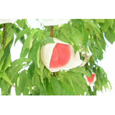 【ふるさと納税】【2026年発送】田舎館村産　桃(まどか)5kg【配送不可地域：離島】【1677693】