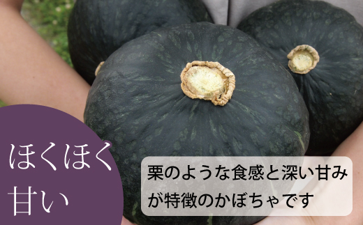 【2026年産先行受付】かぼちゃ10kg　ダークホース　阿部ファーム　北海道当麻町産【AE-001】