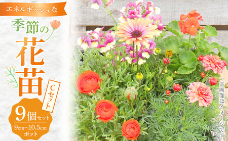 エネルギッシュな花苗セットC｜花苗 ギフト ガーデニング