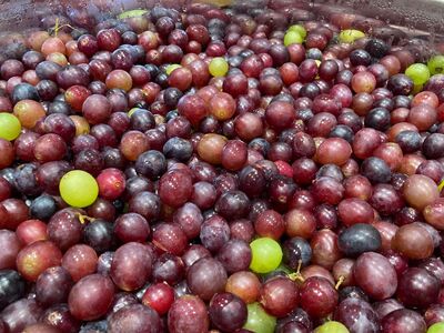 2024 綾トピア ワイン（白／辛口／750ml）