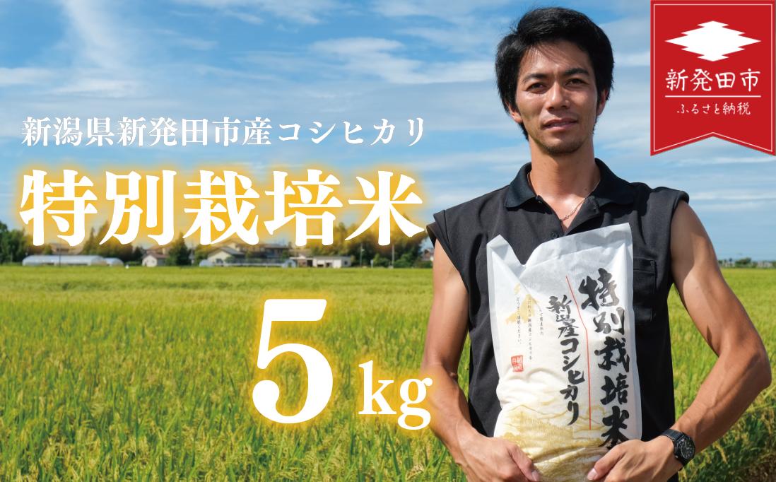 先行予約 コシヒカリ 白米 5kg 令和7年産 特別栽培米 こしひかり 米 お米 こめ 新潟米 新潟県産 新潟産 新潟 新潟県 新発田産 新発田 新発田市 斗伸 toushin002_02