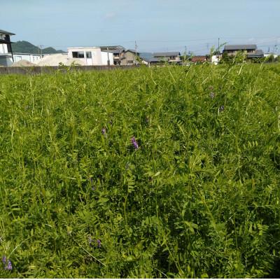 ふるさと納税 岐阜市 【毎月定期便】岐阜市産 ハツシモ 清流長良川米  精米 5kg全12回 |  | 01