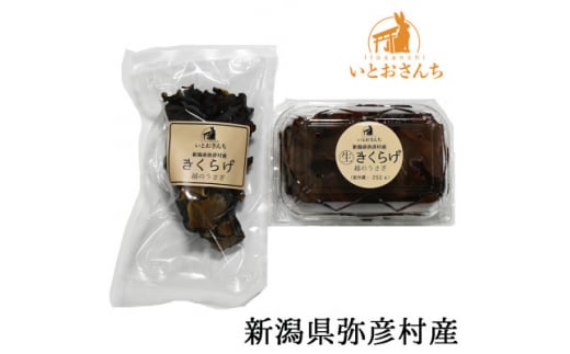 
新潟県弥彦村産　越のうさぎ 　生きくらげ250g、乾燥きくらげ25g　詰め合わせセット【1354239】
