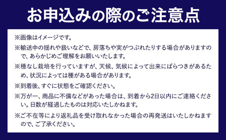 【2025年先行予約】シャインマスカット1房＆高妻2房 3房セット 約1.6kg~1.8kg  麻野農園 《2025年8月上旬-9月上旬頃出荷》 大阪府 羽曳野市 ぶどう 果物 フルーツ 葡萄 シャイ