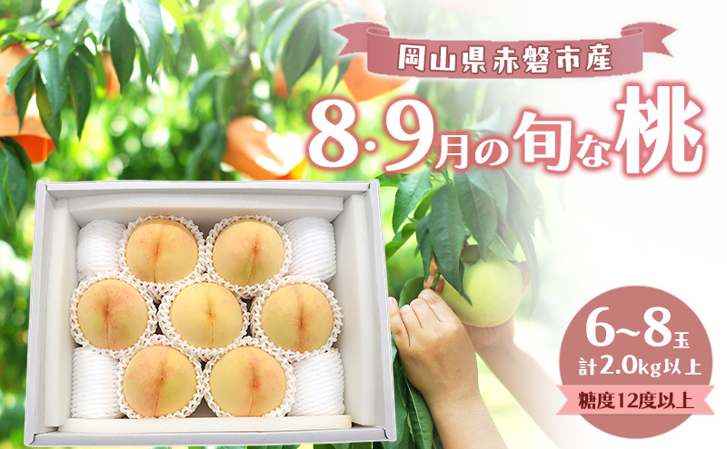 桃 2026年 数量限定 岡山の白桃 『8・9月の旬な桃』 6-8玉 計2.0kg以上 糖度12度以上