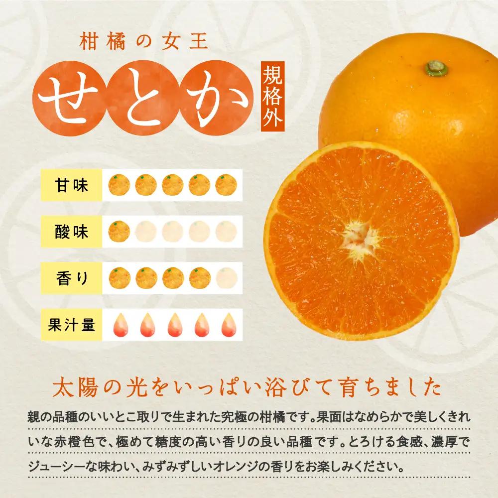 先行受付 2027年2月初旬～発送 規格外品 せとか約5kg 上神農園