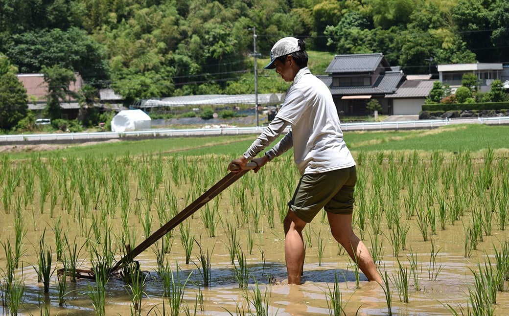令和7年度産 自然栽培米 ササニシキ 玄米 30kg 農薬 化学肥料 不使用