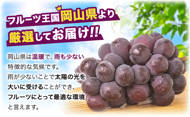 【先行予約】訳あり ニューピオーネ 約1.2kg 2房 葡萄 果物 秋旬 訳あり 優品 厳選出荷 スイーツ フルーツ デザート 岡山県 浅口市《2025年9月中旬-11月上旬頃出荷》ブドウ ぶどう ご