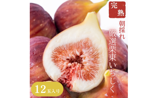 【先行予約受付中】厳選！完熟 栗東いちじく 12玉入り 2025年7月末より順次出荷 | 朝採れ ハウス栽培 果物 いちじく いちぢく 無花果 イチジク 完熟 生 先行予約 滋賀県 栗東市
