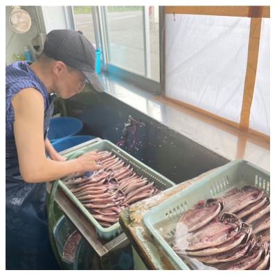 ふるさと納税 横須賀市 カマスの開き干物 15枚セット(冷凍) |  | 03