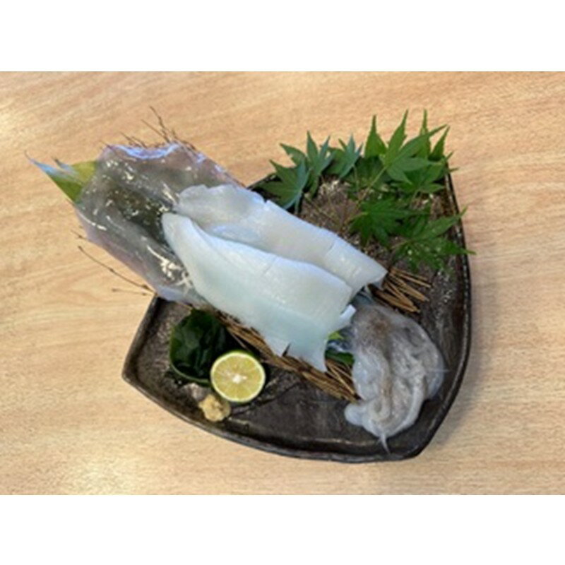 【ふるさと納税】京都・久美浜産 アオリイカの姿造り