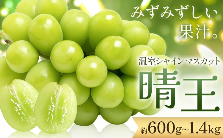 
            【2026年発送先行予約】シャインマスカット 温室 晴王 1房 2房 定期便 シャイン マスカット《2026年7月中旬-10月中旬頃発送》 晴レ乃青果　(岡山中央卸売市場店(富士紙工 有限会社)) 送料無料 岡山県 浅口市 フルーツ 果物 岡山県産【配送不可地域あり】
          