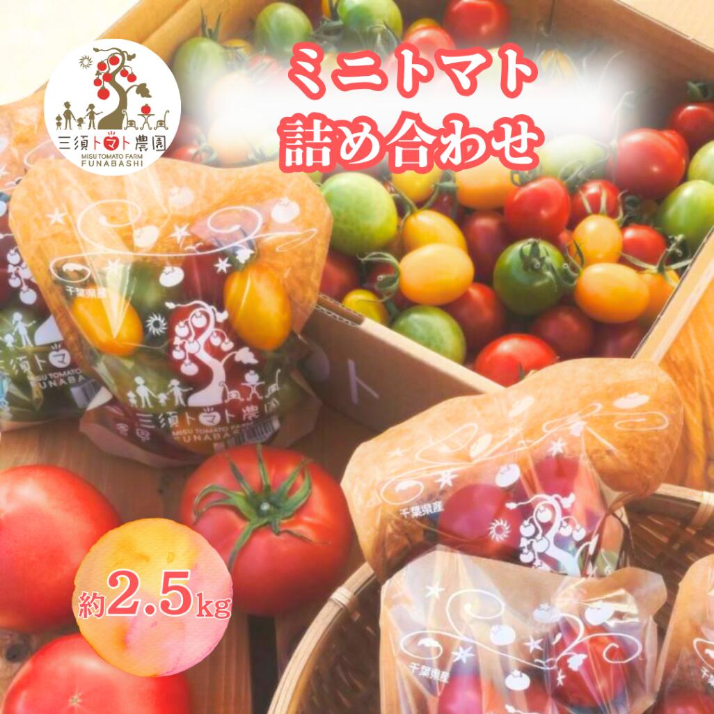 【ふるさと納税】三須トマト農園 ミニトマト詰合せ 2.7kg 国産 とまと トマト フルーツトマト ミニトマト トマトジュース 野菜 やさい 人気 新鮮 産地直送 甘い 高糖度 完熟 食べやすい リコピン ビタミン ダイエット 美容 美肌