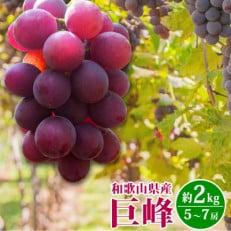 紀州和歌山産の巨峰ぶどう約2kg(5～7房)