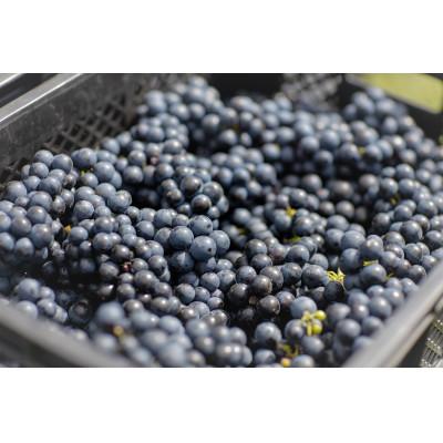 ふるさと納税 花巻市 大迫佐藤葡萄園 赤ワイン 2本セット |  | 03