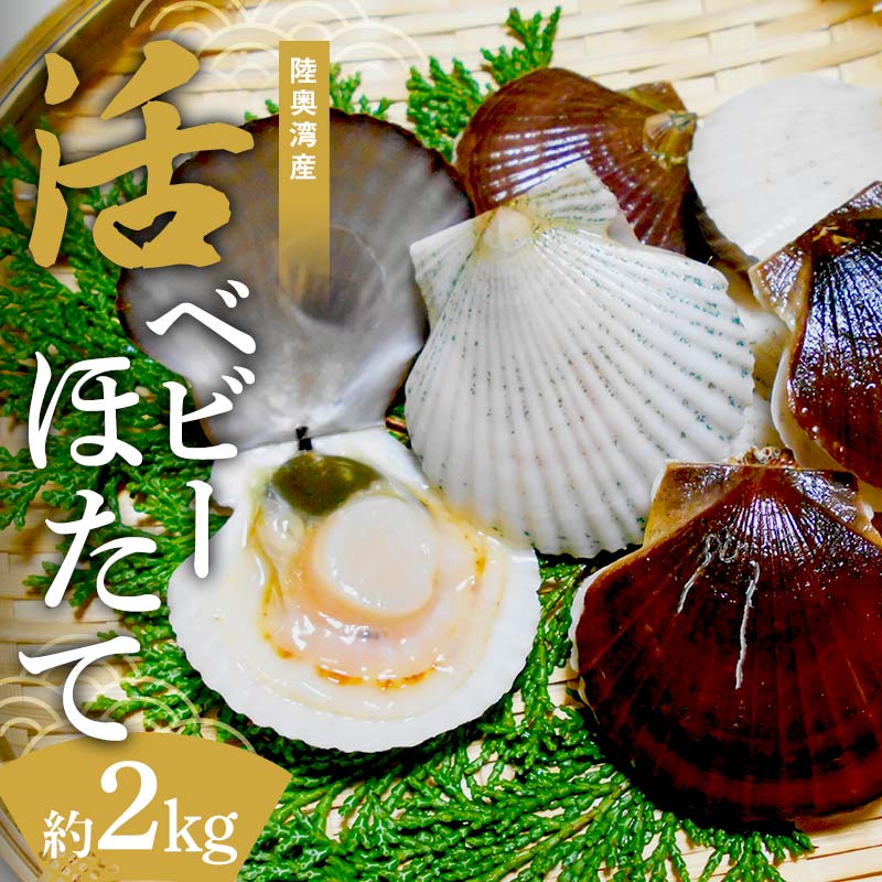 【ふるさと納税】 陸奥湾産 活ベビーほたて 約2kg 【飛佳丸】 ホタテ ほたて 帆立 活ホタテ 海鮮 貝 貝柱 魚介 青森県 平内町 東北 むつ湾 F21J-261