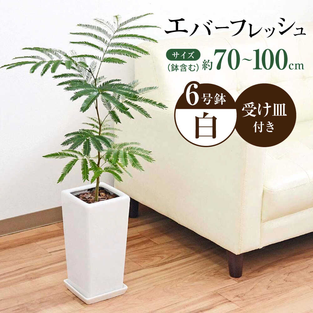 【ふるさと納税】観葉植物 エバーフレッシュ ネムノキ スクエア陶器鉢植え 6号/観葉 鉢 植物 インテリア おしゃれ プレゼント/大村市/琴花園[ACYK038]
