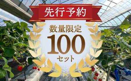 ヒラノイチゴ 500g×2パック 計1kg　いちご　フルーツ　果物　愛西市/平野苺[AEAY001]