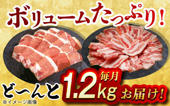 肉 豚 ぶた ブタ ロース バラ 豚バラ 焼肉 焼き肉 食べ比べ 西海市 長崎 九州 定期便