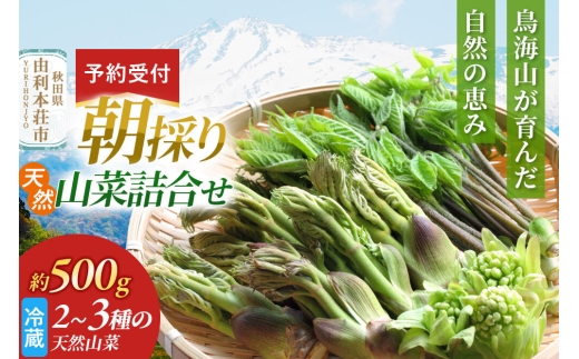 《予約受付》朝採り発送！天然山菜詰合せ 約500g（2～3種類） [山菜 天然山菜 さんさい 野菜 詰合せ 詰め合わせ 朝採り発送！ 天ぷら おひたし 煮物 秋田県産 国産]