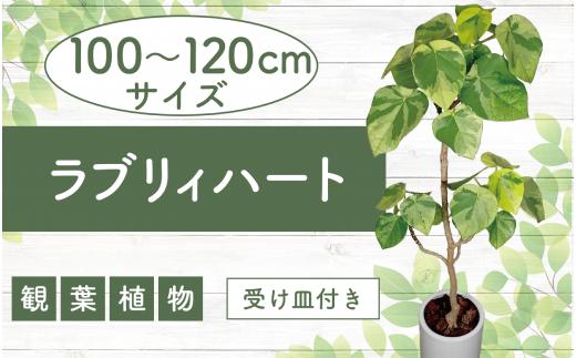 2025年5月中旬～発送【観葉植物】ラブリィハート100cm～120cmホワイト陶器鉢【農林水産省 品種登録】(T&P/077-1497) 観葉 植物 インテリア 鉢植え 鉢植 グリーン 自然 ナチュラル 美しい 清涼感 園芸 室内 オフィス リラックス おしゃれ 鹿児島 指宿 いぶすき インテリアグリーン ラブリィハート 風水【配送不可地域：北海道・沖縄県・離島】