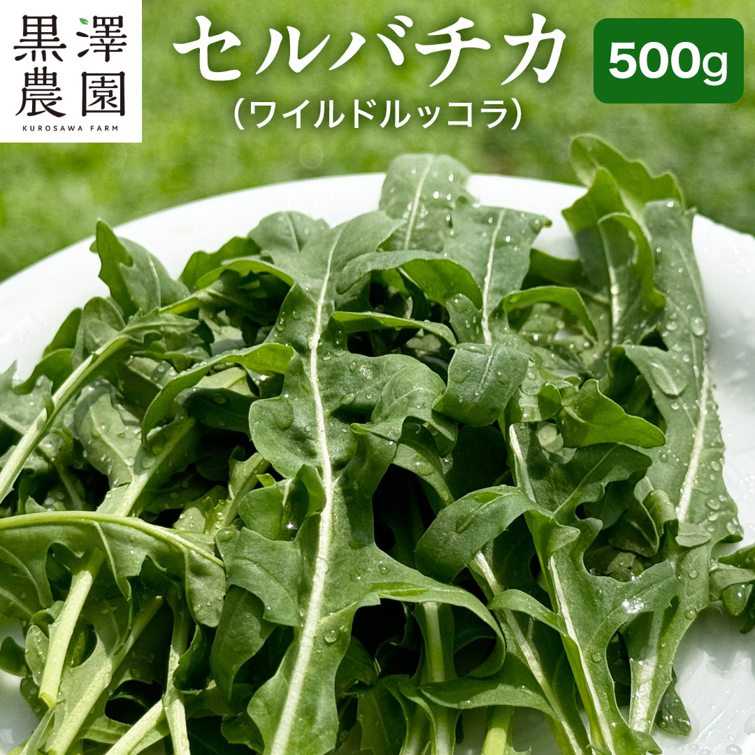 つくばみらい市 で栽培した セルバチカ ( ワイルドルッコラ ) 500g サラダ さらだ ルッコラ ハーブ 新鮮 国産 辛い セルバチコ ベビーリーフ イタリア野菜 イタリア料理 イタリアン パスタ